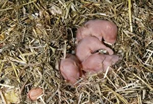 Auratus Gallery: Syrian / Golden HAMSTERS - 7 days old young in straw bedding