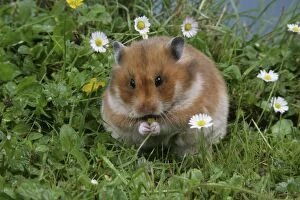 Images Dated 5th July 2006: Syrian Hamster