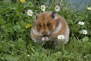 Syrian Hamster