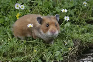 Syrian Hamster