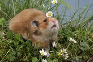 Images Dated 5th July 2006: Syrian Hamster