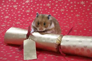 Syrian Hamster with Christmas cracker