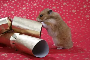 Cracker Prints: Syrian Hamster with Christmas crackers