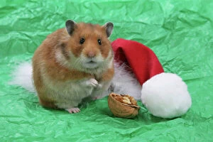 Celebrations Collection: Syrian Hamster with Christmas hat & walnut