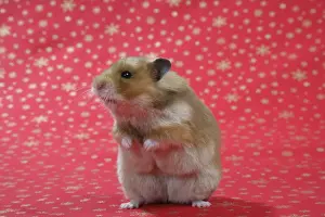 Syrian Hamster on Christmas material
