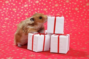 Celebrations Collection: Syrian Hamster with Christmas presents