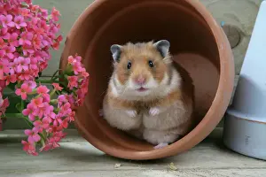 Pots Prints: Syrian Hamster in flowerpot