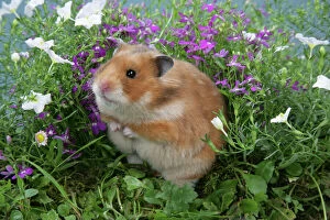Images Dated 5th July 2006: Syrian Hamster in flowers