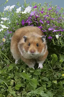 Syrian Hamster in flowers