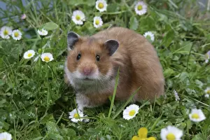 Syrian Hamster in flowers
