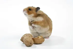 Syrian Hamster with walnuts