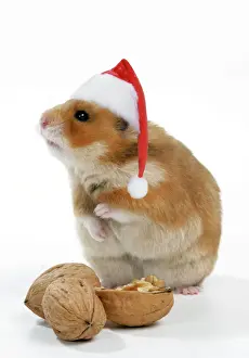 Nuts Prints: Syrian Hamster with walnuts and Christmas hats