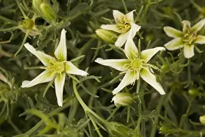 Xerophyte Prints: Syrian rue (Peganum harmala). Desert plant