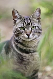 Images Dated 22nd May 2011: Tabby Cat