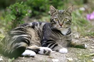 Images Dated 22nd May 2011: Tabby Cat