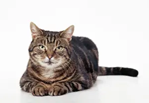 Staring Prints: Tabby Cat