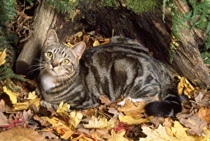 Images Dated 9th March 2010: Tabby Cat - in autmn setting