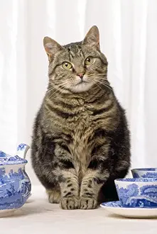 Tables Prints: Tabby Cat - with china