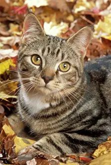 Staring Prints: Tabby Cat Close up in autmn setting