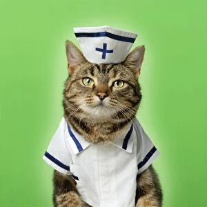 Images Dated 22nd July 2007: Tabby Cat - dressed up as nurse