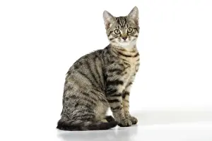 Tabby Prints: Tabby Cat - kitten