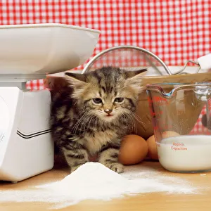 Tabby Cat - kitten with flour on nose & whiskers, by scales & mixing bowl Tabby Cat - kitten with flour on nose & whiskers, by scales & mixing bowl