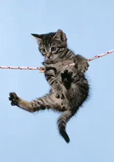 Agility Prints: Tabby Cat Kitten hanging from washing line