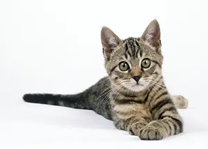 Tabby Cat - kitten lying down