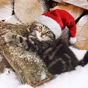 Tabby Cat, kitten on snow covered log wearing Christmas hat