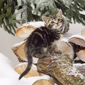 CAT - Tabby kitten on snow covered logs