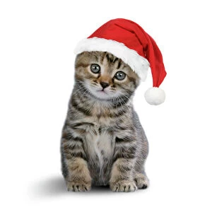 Images Dated 29th July 2008: Tabby Cat - kitten wearing Christmas hat Digital Manipulation: Christmas hat JD