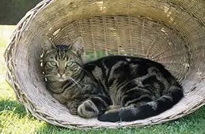 Tabby Cat - in laundry basket