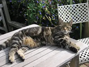 Tables Prints: Tabby Cat - Lying down on garden table