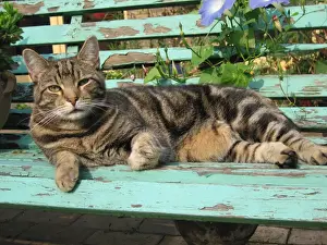 Chairs Prints: Tabby Cat - Lying down on old bench
