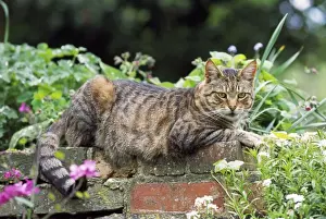 Tabby Cat - lying on wall
