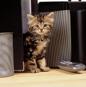 Kittens Collection: Tabby Cat - on office desk with files & phone