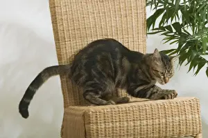 Tabby Cat - scratching chair