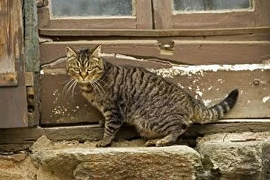Images Dated 13th May 2007: Tabby Cat - sitting on windowsill of French house