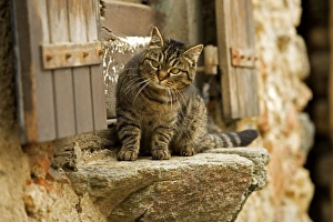 Images Dated 13th May 2007: Tabby Cat - sitting on windowsill of French house