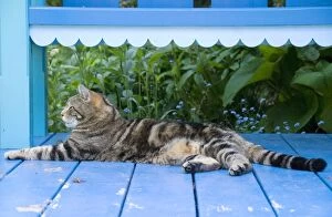 Images Dated 4th June 2010: Tabby Cat - stretched out on blue garden shelter