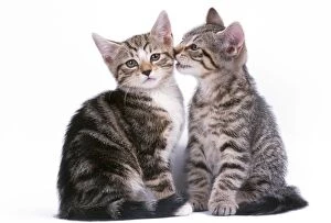 Tabby Cat - two, one whispering to the other