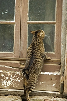 Images Dated 13th May 2007: Tabby Cat - on windowsill of French house