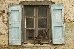 Images Dated 13th May 2007: Tabby Cat - on windowsill of French house