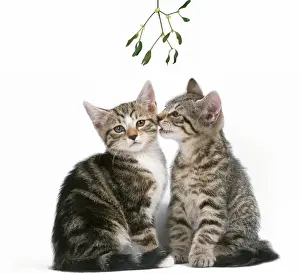 Mistletoe Prints: Tabby Cat - x2 under mistletoe