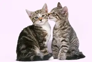 Loving Animal Prints: Tabby Cat - x2 one whispering to the other