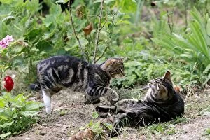 Images Dated 22nd May 2011: Tabby Cats