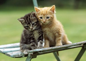 CAT - Ginger kitten on garden chair
