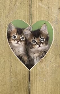 Tabby kittens in heart shape hole in wood for Valentines Day