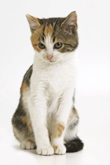 Images Dated 6th January 2005: Tabby and white Cat - kitten