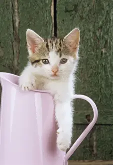 Jugs Prints: Tabby & White Cat - Kitten in pink jug